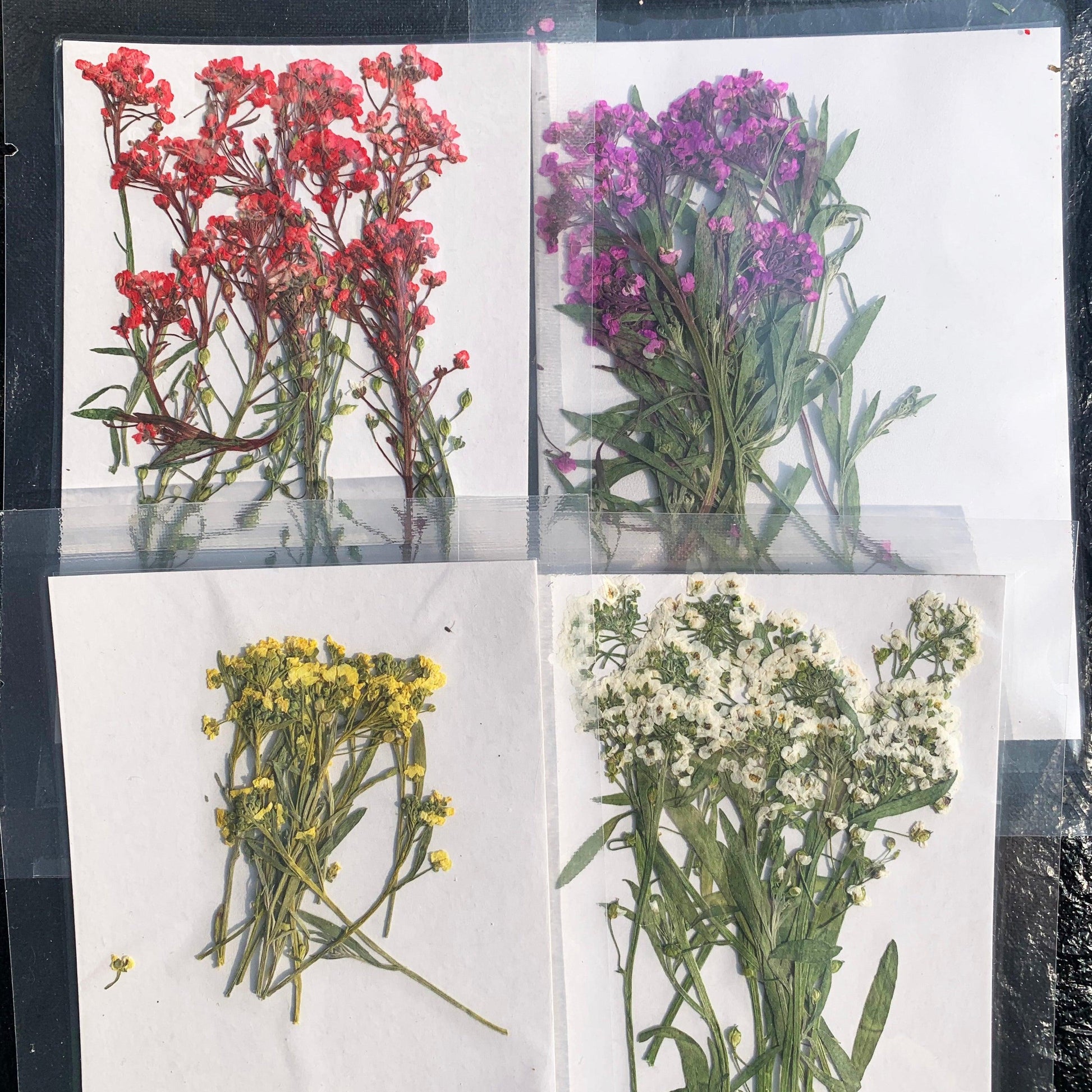 Dried Flowers(Not for sale, only for display) - resinsgift